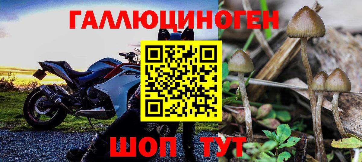 Астрахань  Псилоцибиновые грибы Cubensis  Вход с VPN 